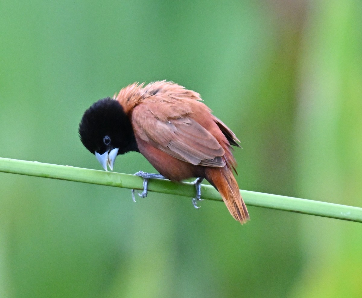 Chestnut Munia - ML642807971