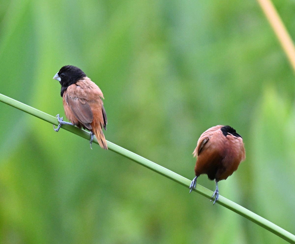 Chestnut Munia - ML642807972