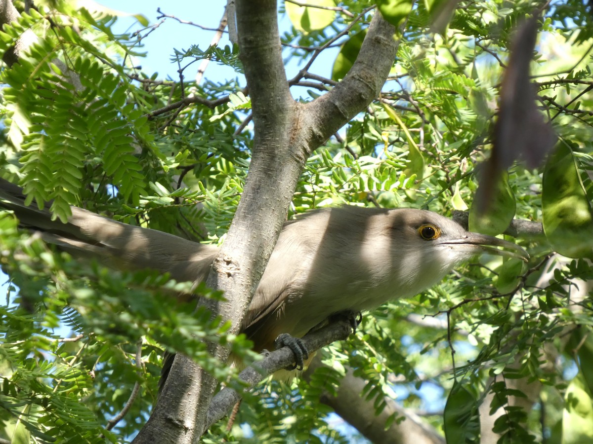 Great Lizard-Cuckoo - ML642807973