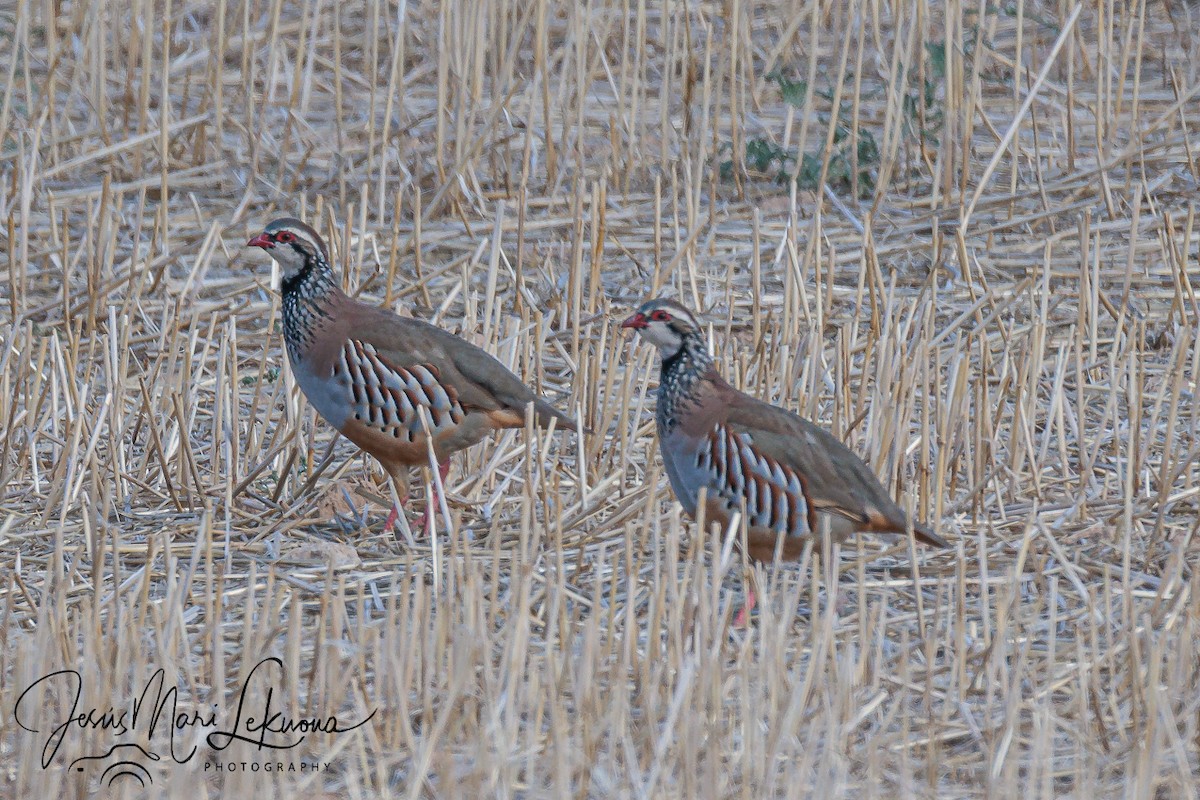 Red-legged Partridge - ML642807975