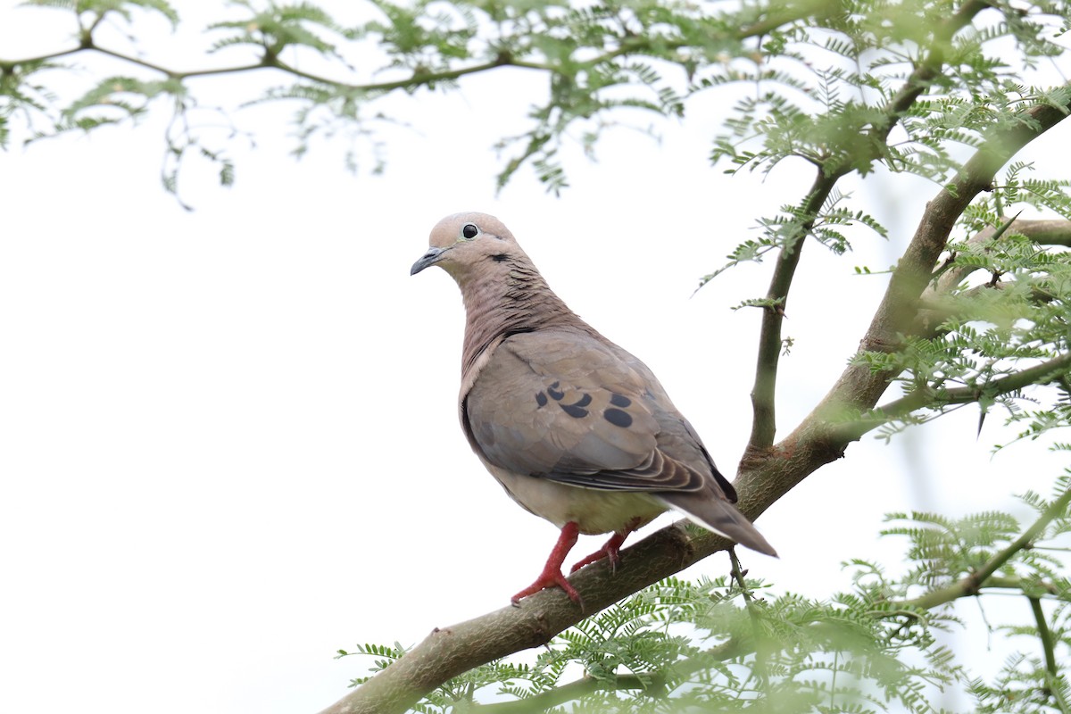 Eared Dove - ML642807978