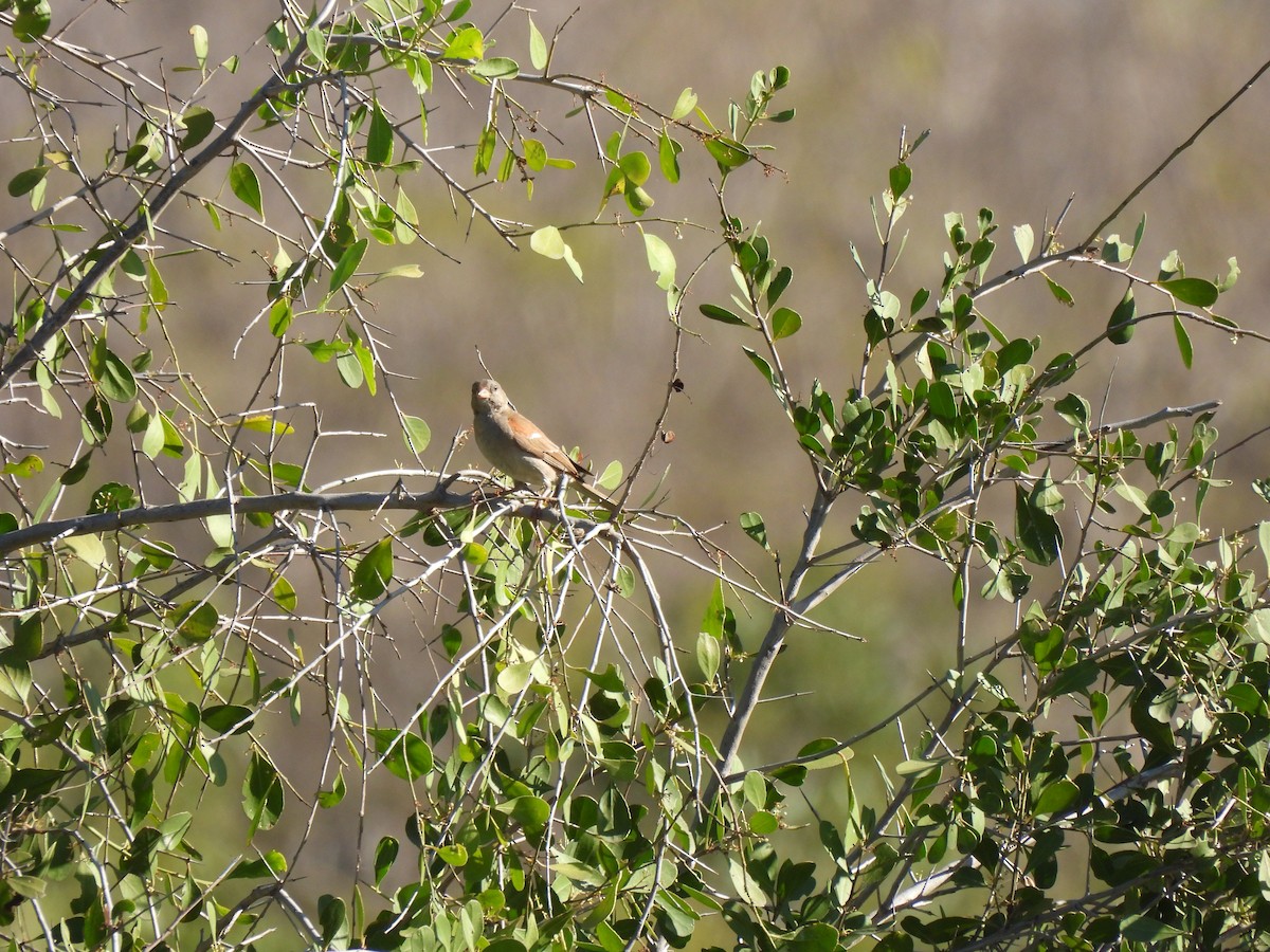 Southern Gray-headed Sparrow - ML642807979