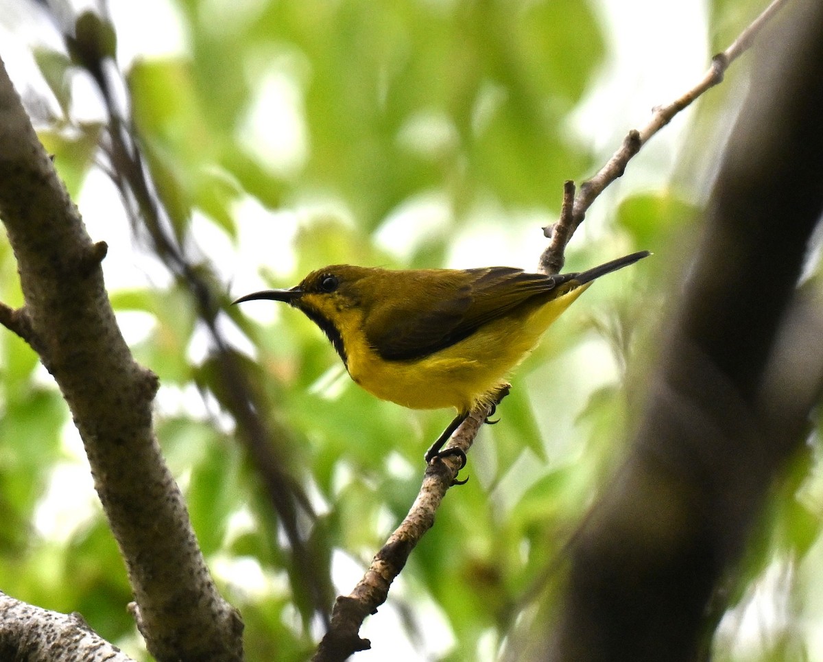 Ornate Sunbird - ML642807984