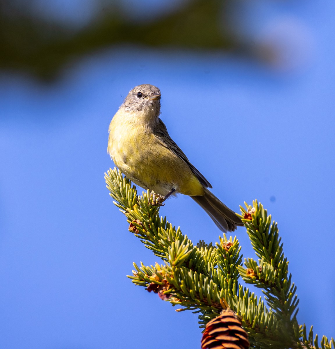 Orange-crowned Warbler - ML642807985
