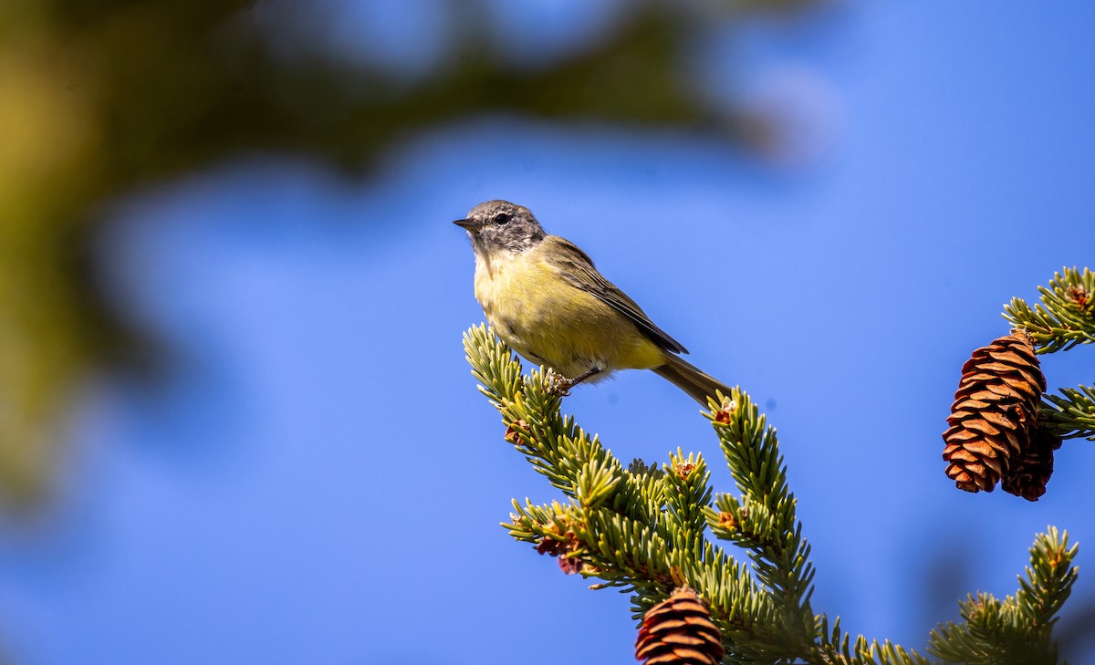 Orange-crowned Warbler - ML642807986