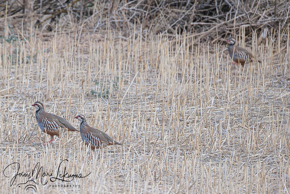 Red-legged Partridge - ML642807987