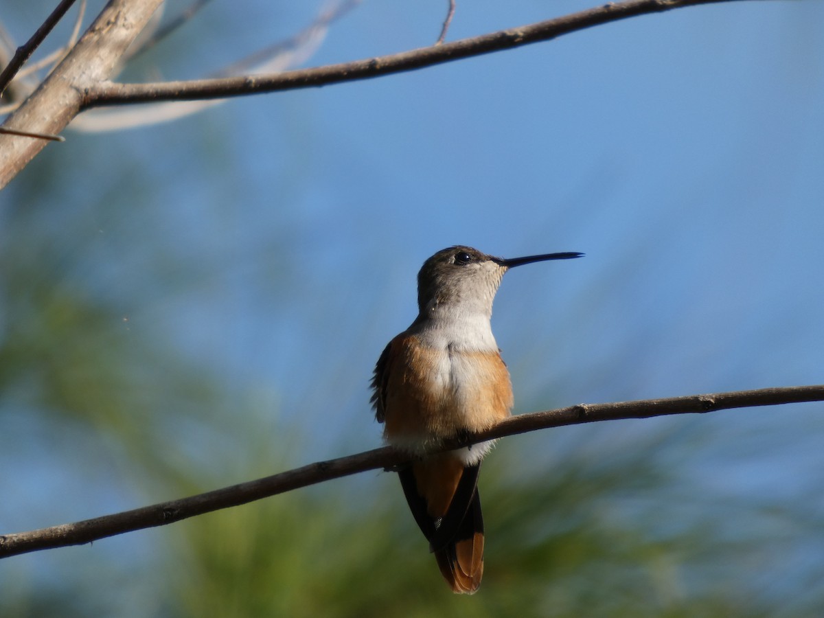 bahamaskolibri - ML642807990