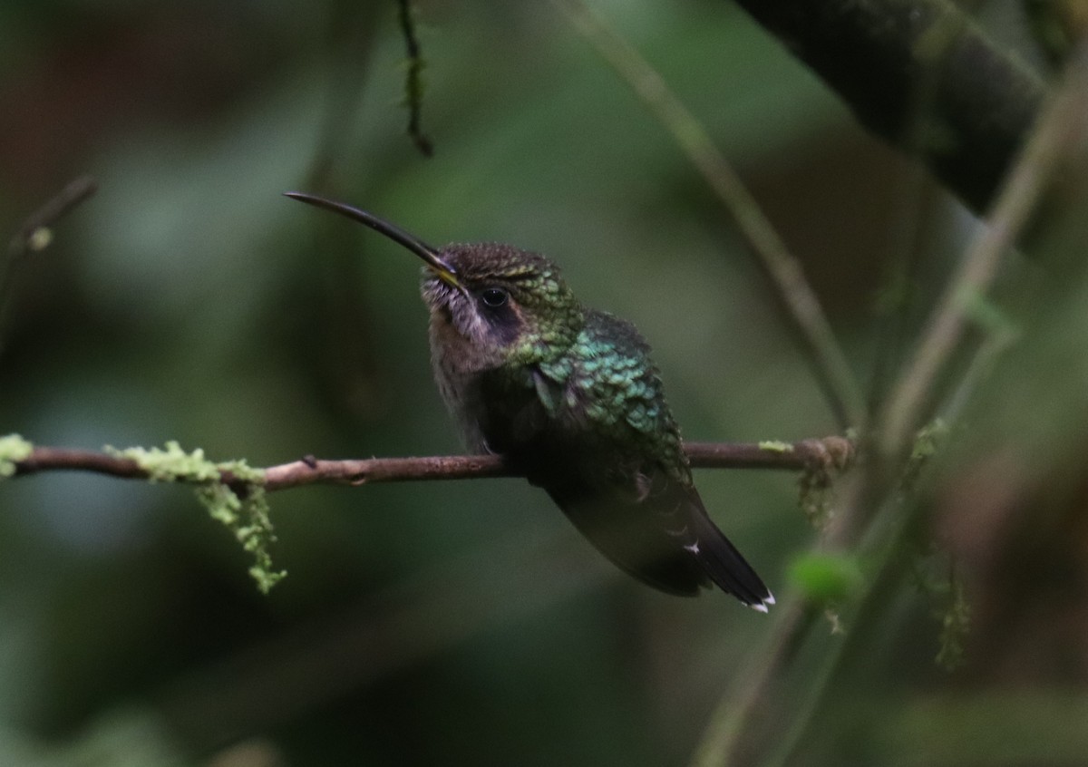 Band-tailed Barbthroat - ML642807991