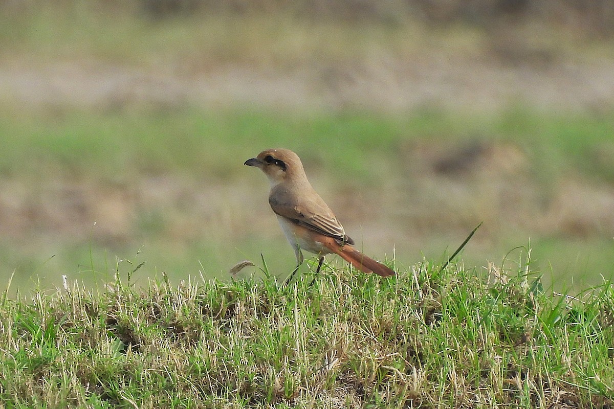 Isabelline Shrike - ML642807994