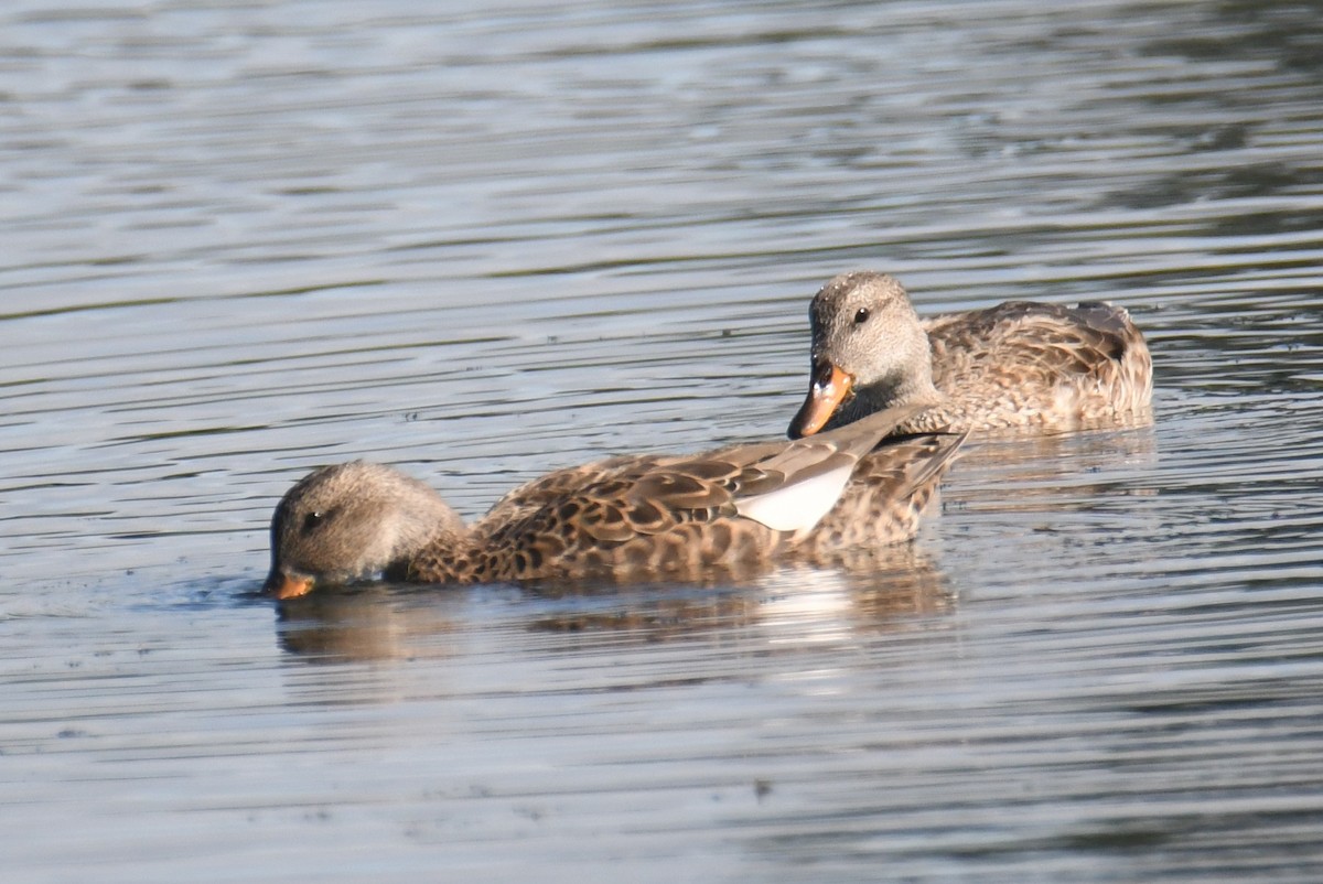 Gadwall - Colin Dillingham