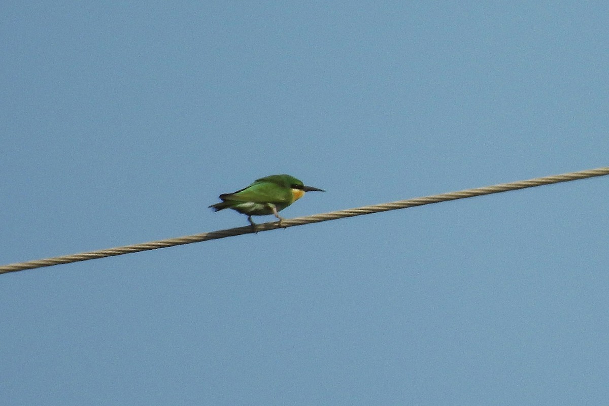 Blue-cheeked Bee-eater - Sahana M