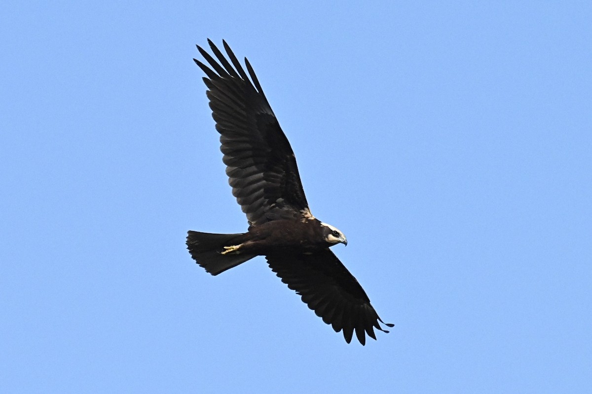 Western Marsh Harrier - Claude PHILIPPE