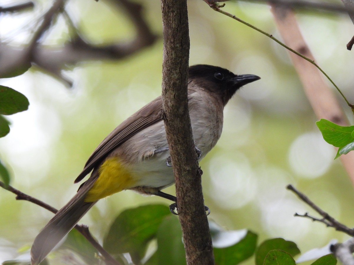 Common Bulbul - Bill Bunke