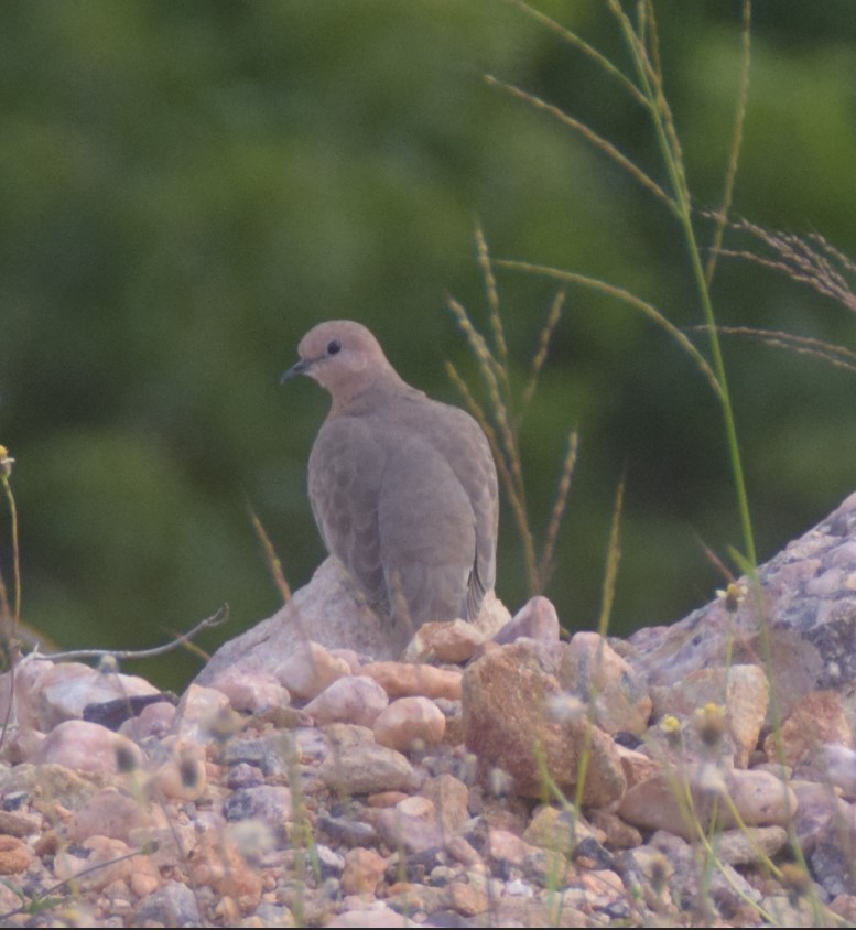 Laughing Dove - Muhammad Panachikkool
