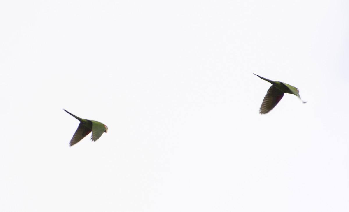 Ара червоноплечий (підвид cumanensis/longipennis) - ML642808082