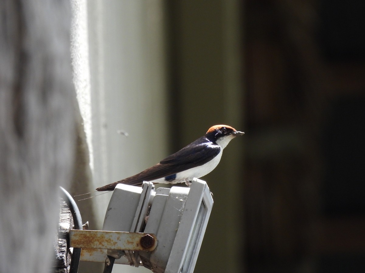 Wire-tailed Swallow - ML642808089