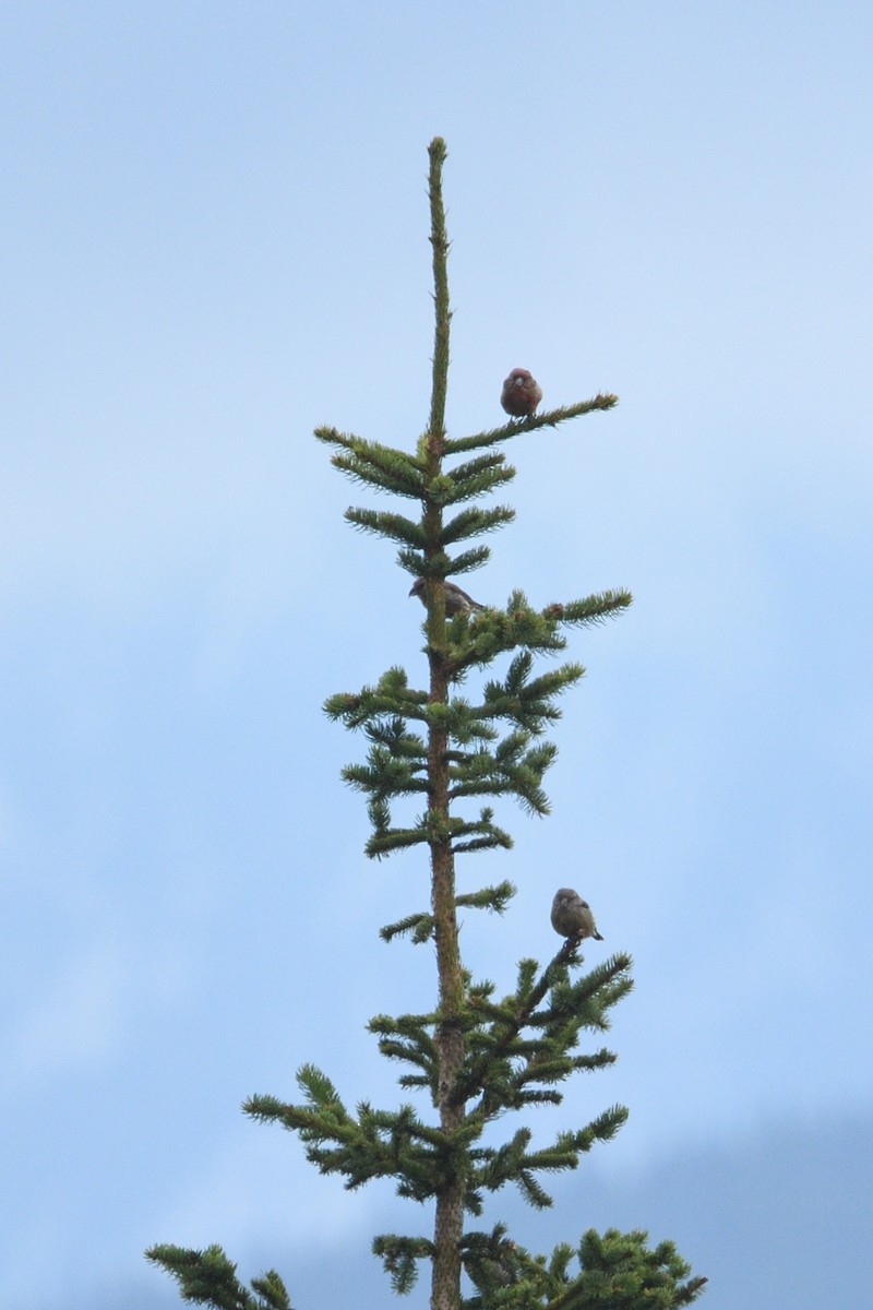 Red Crossbill - ML642808090