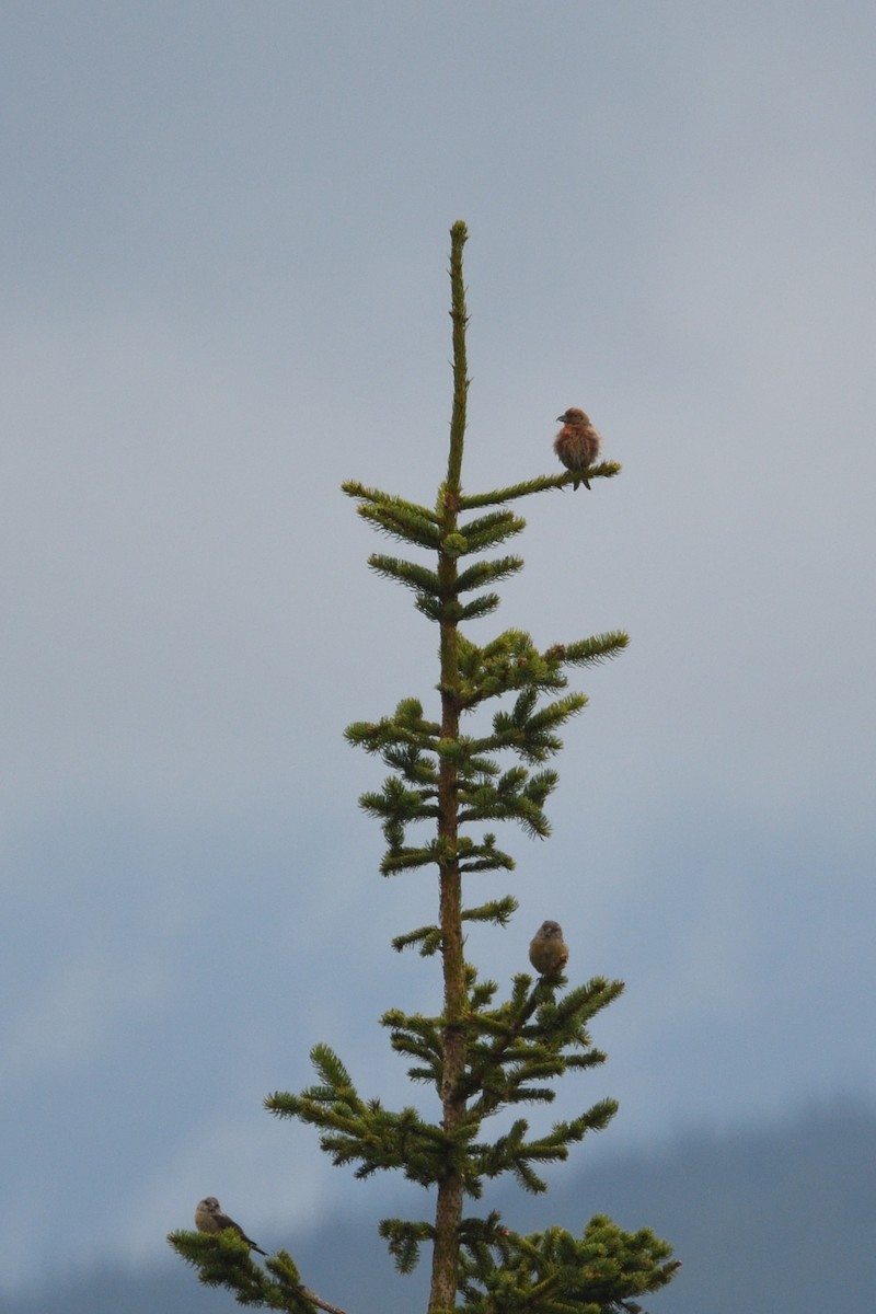 Red Crossbill - ML642808091