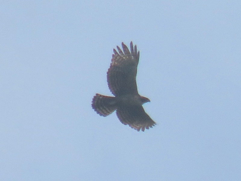 Mountain Hawk-Eagle - ML642808093