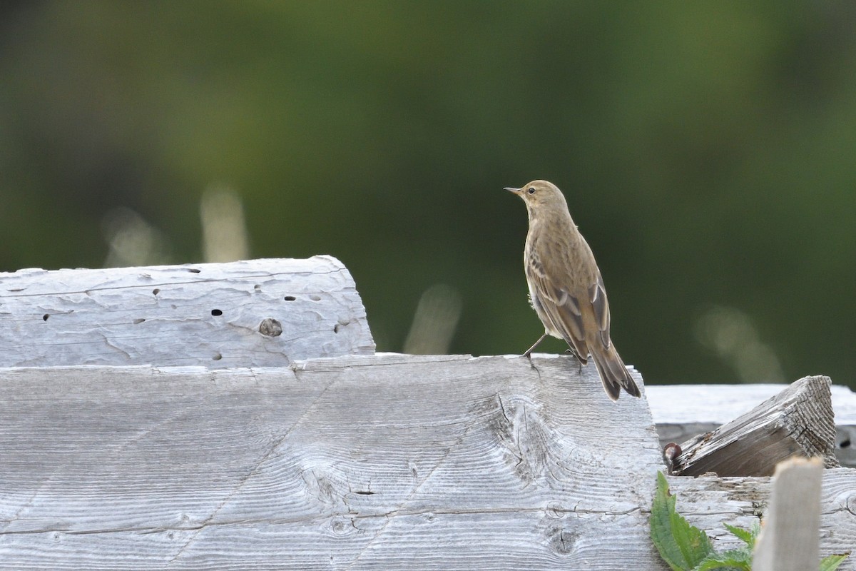 Water Pipit - ML642808095