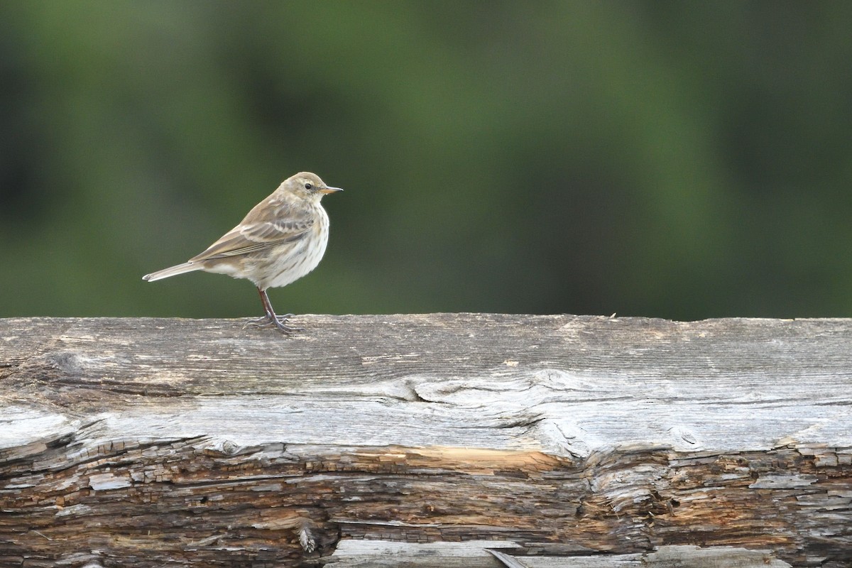 Water Pipit - ML642808096