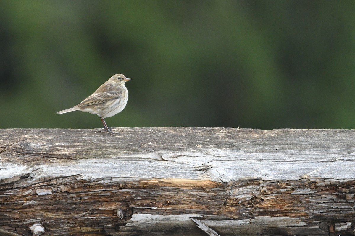 Water Pipit - ML642808097