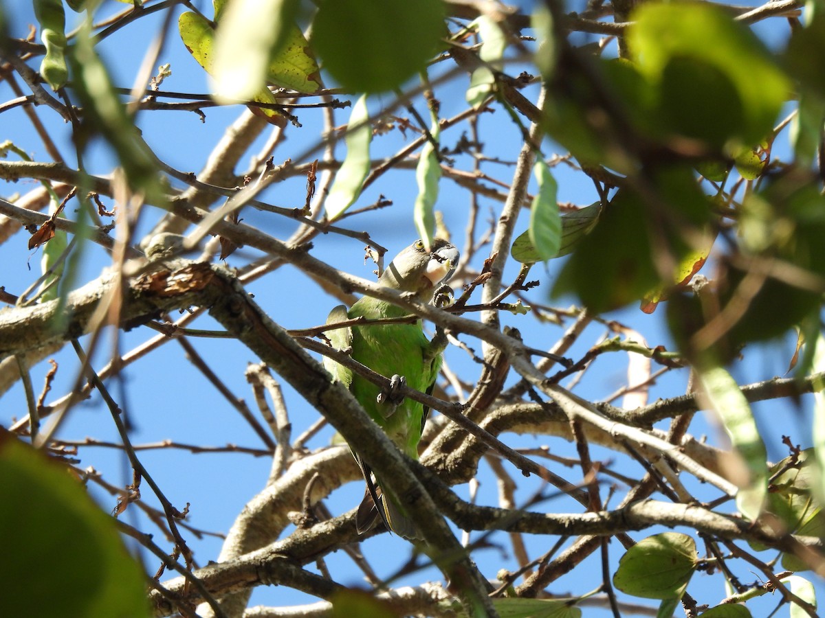Brown-headed Parrot - ML642808099