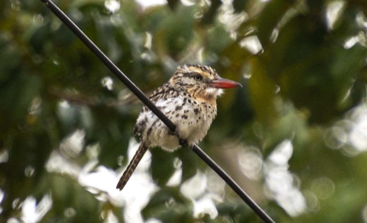 Spot-backed Puffbird - ML642808100