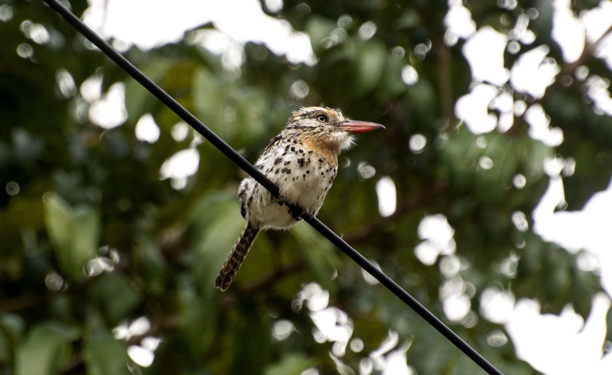 Spot-backed Puffbird - ML642808101
