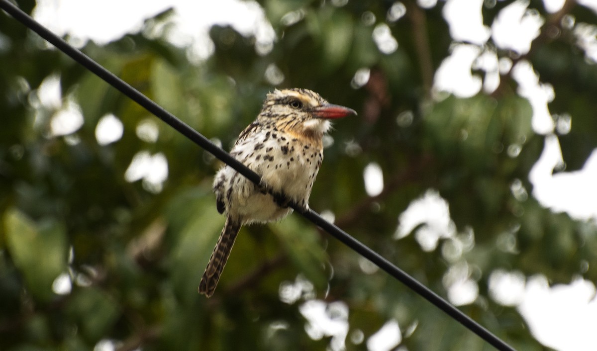 Spot-backed Puffbird - ML642808102