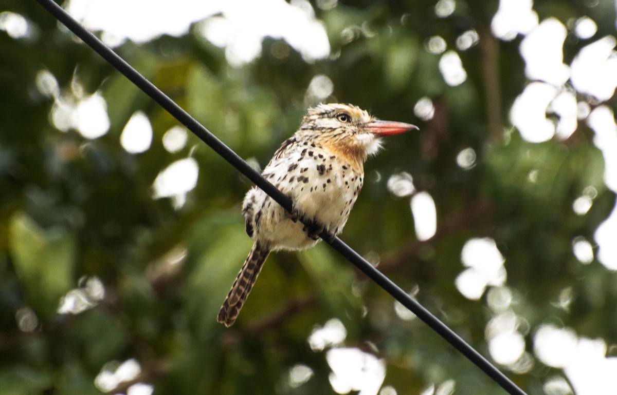 Spot-backed Puffbird - ML642808103