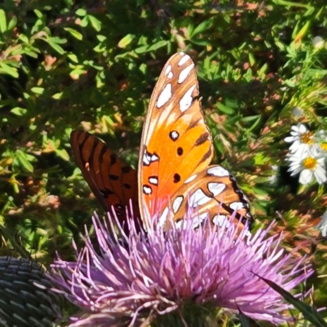 Gulf Fritillary - ML642808113