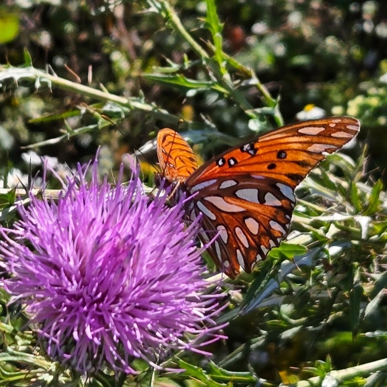 Gulf Fritillary - ML642808114