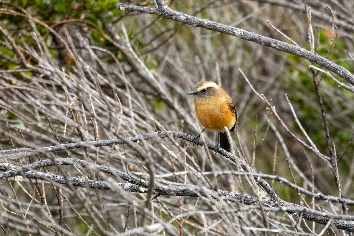 Brown-backed Chat-Tyrant - ML642808124