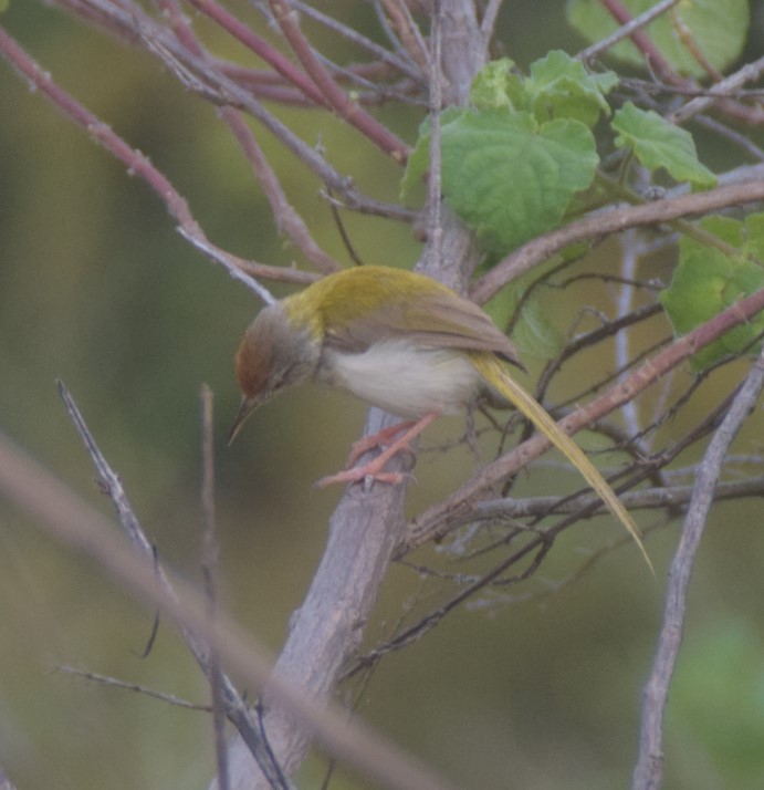 Common Tailorbird - ML642808126