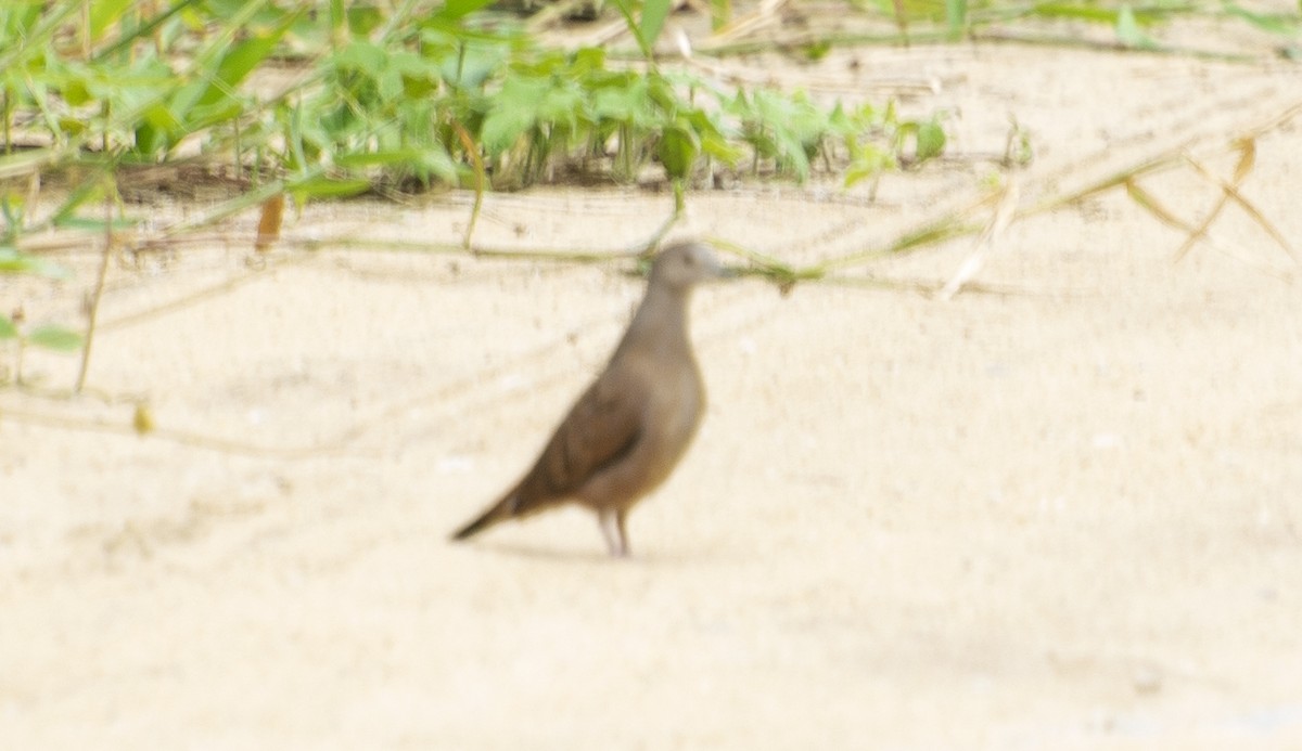 Ruddy Ground Dove - ML642808137