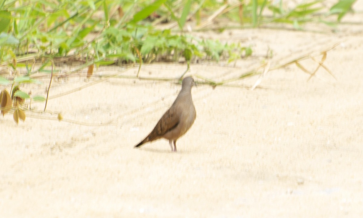 Ruddy Ground Dove - ML642808138