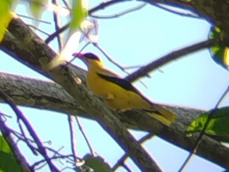 Black-naped Oriole - ML642808141