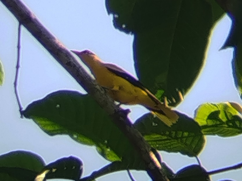 Black-naped Oriole - ML642808142