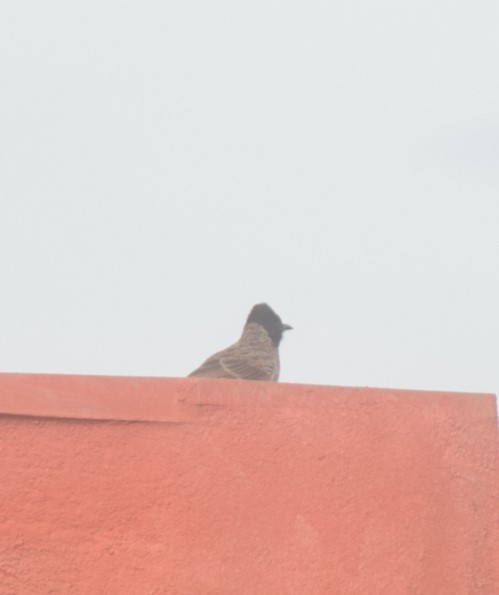 bulbul šupinkový - ML642808144
