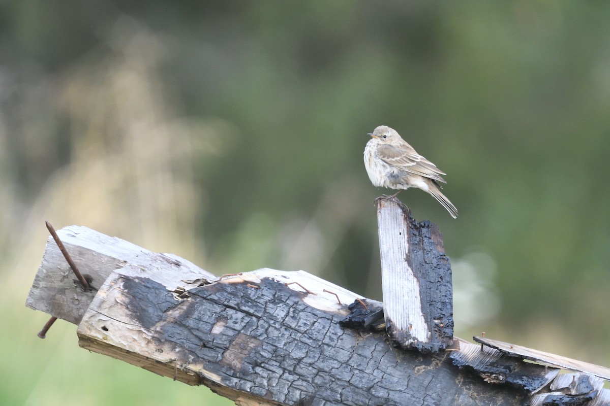 Water Pipit - ML642808159