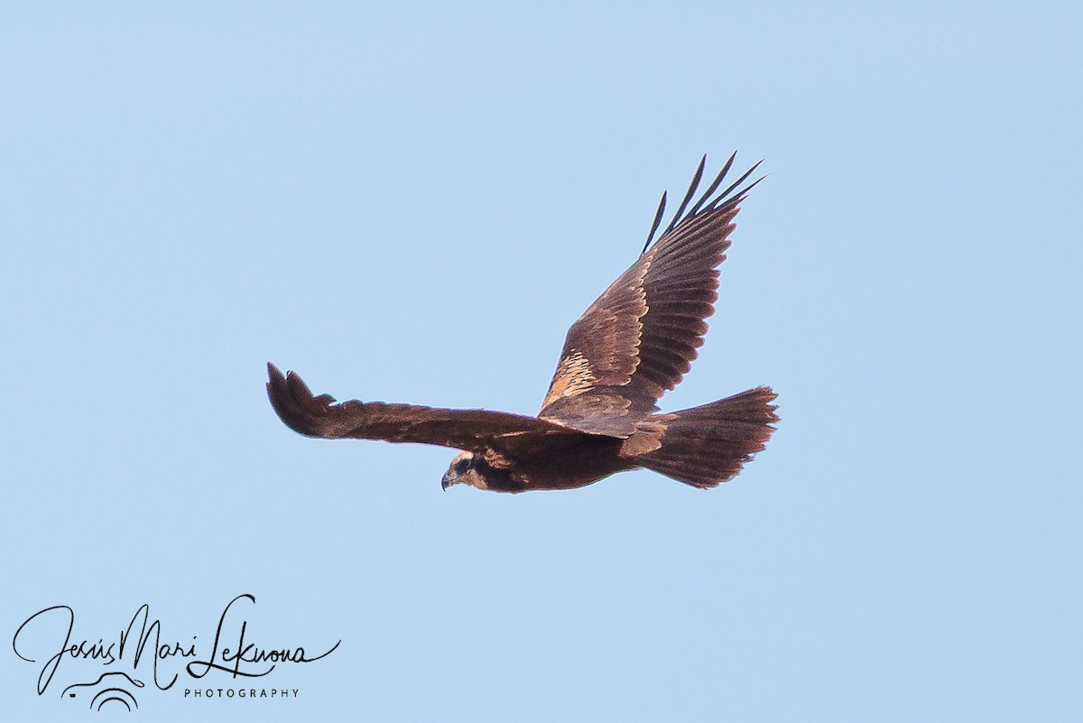 Falco di palude - ML642808172