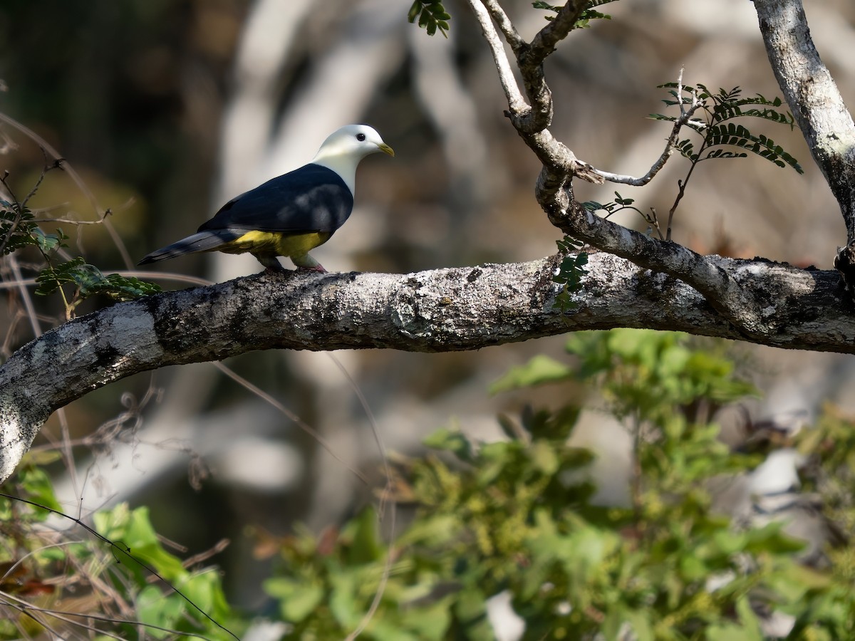 Black-backed Fruit-Dove - ML642808177