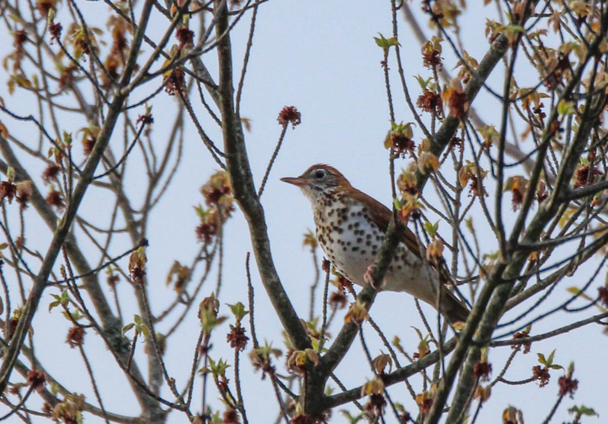 Wood Thrush - ML642808190