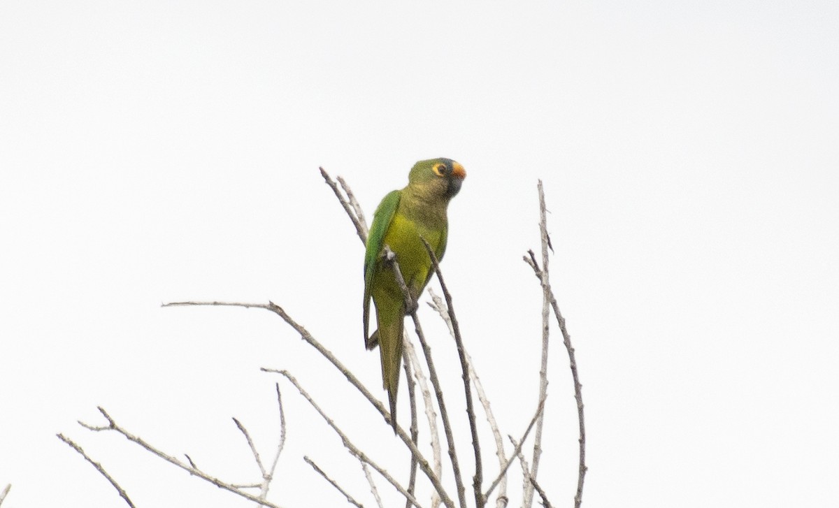 Peach-fronted Parakeet - ML642808209