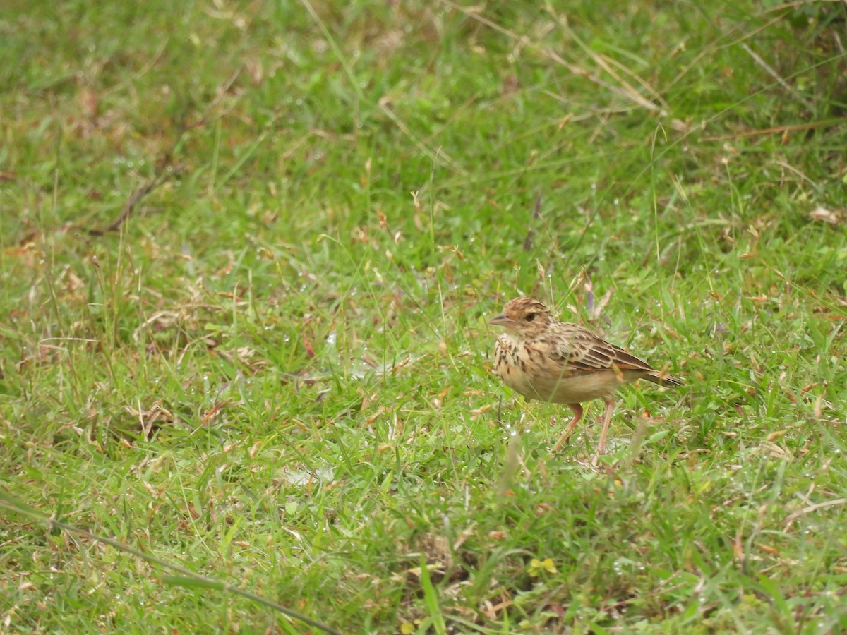 Jerdon's Bushlark - ML642808212