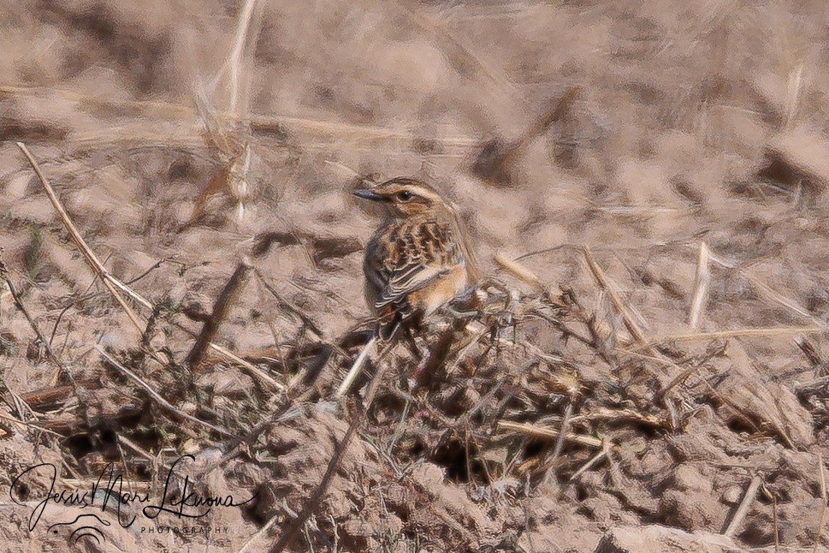 Whinchat - ML642808214