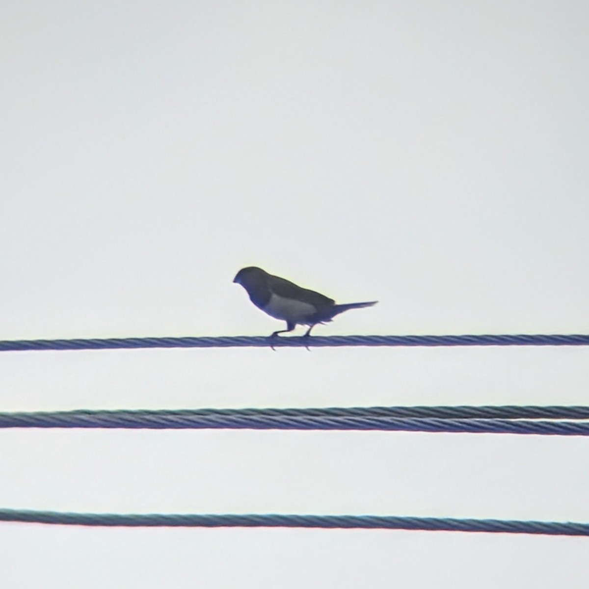 White-rumped Munia - ML642808240