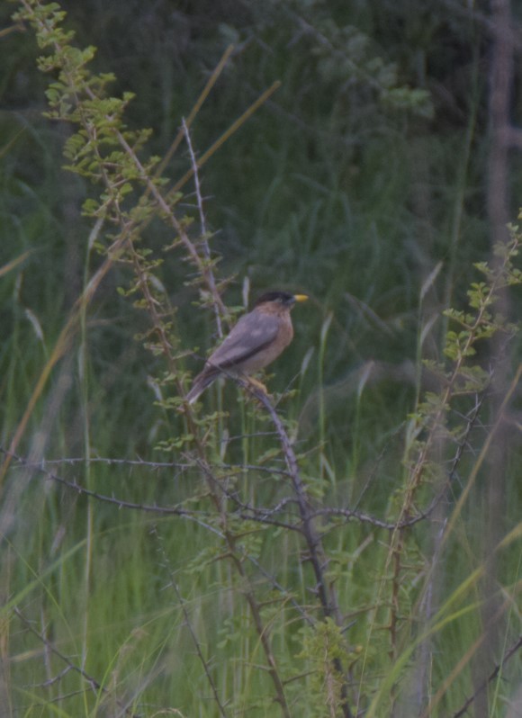 Brahminy Starling - ML642808242