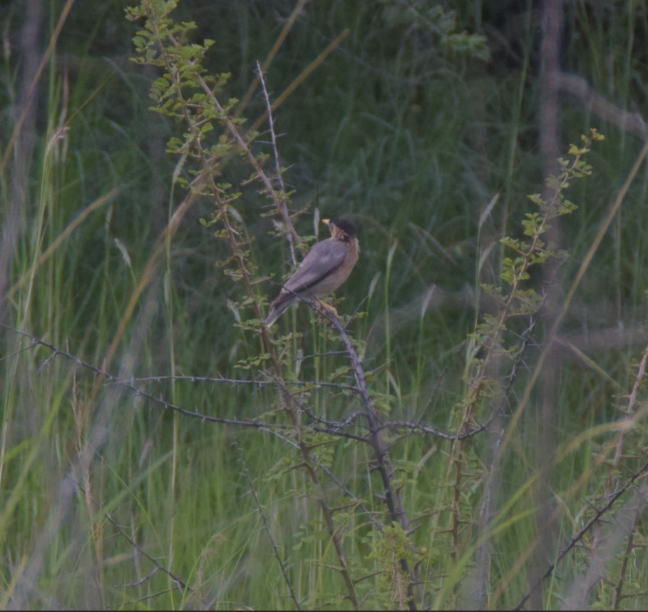 Brahminy Starling - ML642808243